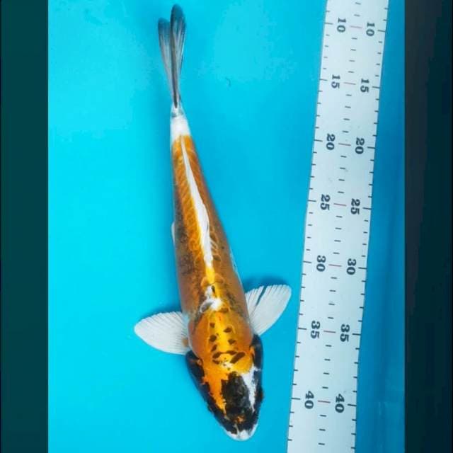 Antik kiko 31cm male