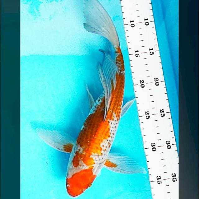 Kumpay ochiba shigure  32cm male