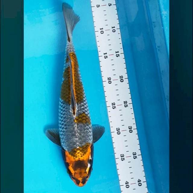 Ochiba kogane jos 33cm