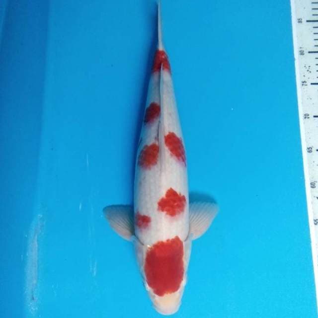 Kohaku 43 cm