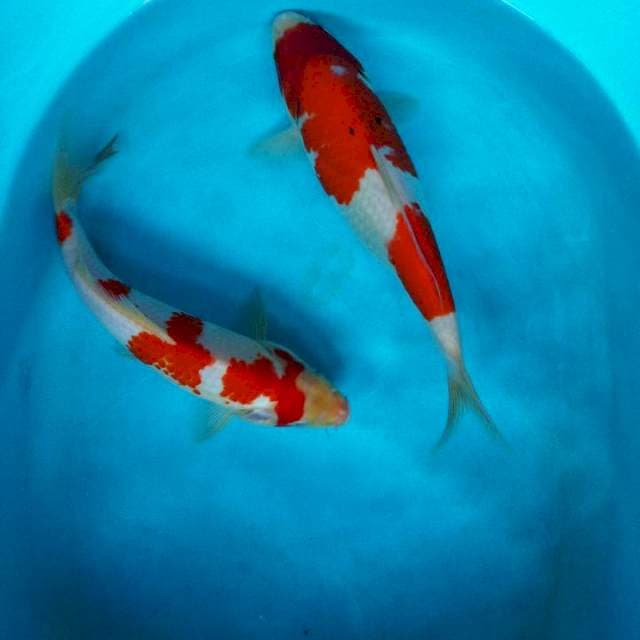 Kanoko kohaku