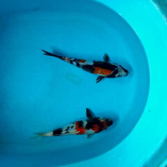Showa