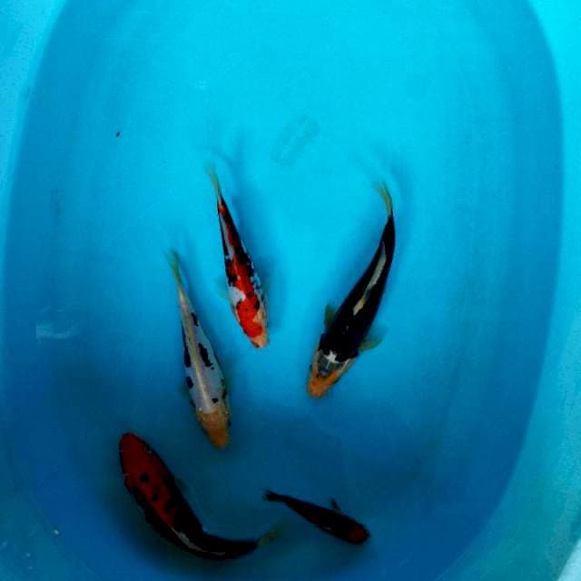 Mix benikumon