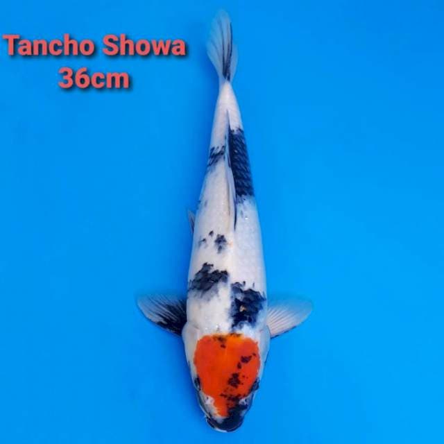 F1 Tancho Showa 36cm