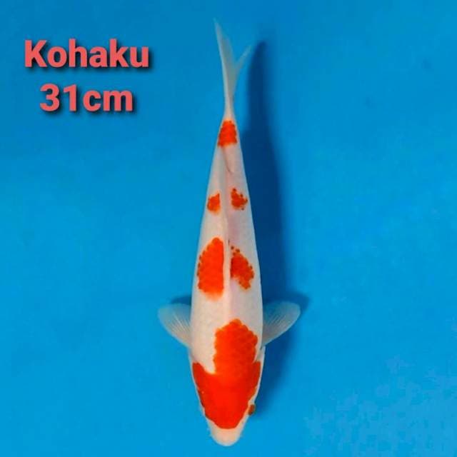 F1 Kohaku 4step 31cm
