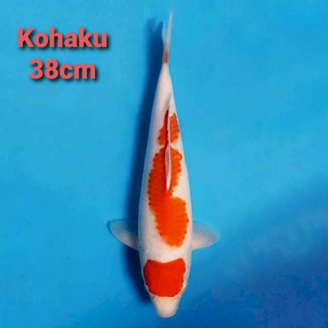 F1 Kohaku maruten 38cm