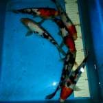 Paket mix 6 ekor
