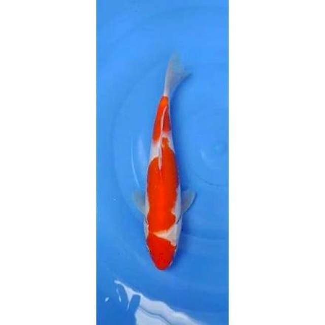 Hanatsuki Patern Kohaku 27cm (F)