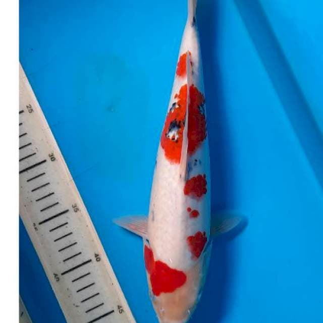 Sanke 33cm 