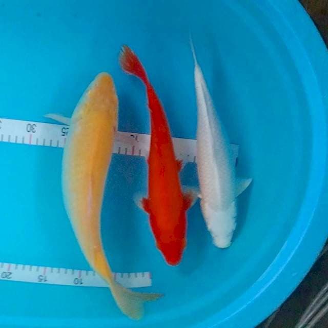 31-35cm