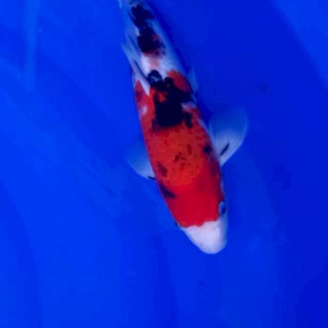 Sanke male 30cm