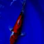 Showa male 35cm