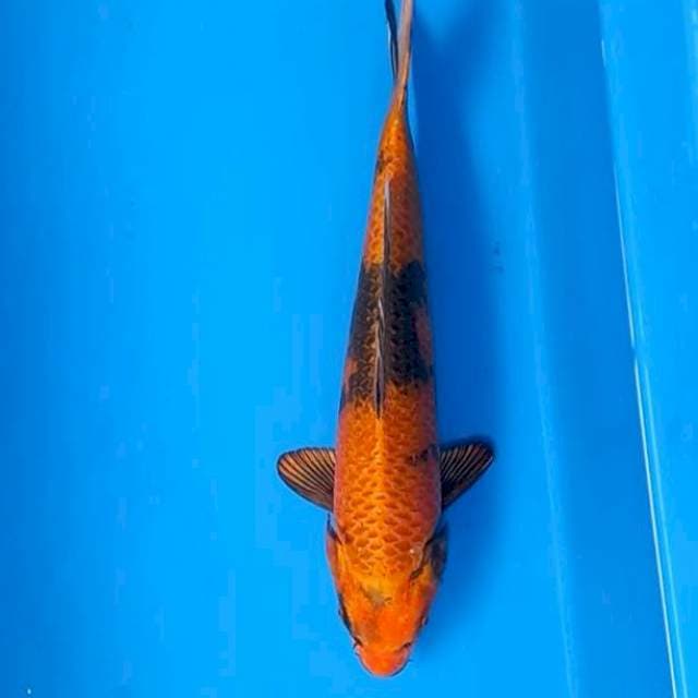 Kin kiutsuri male 43cm