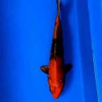 Kin kiutsuri male 43cm