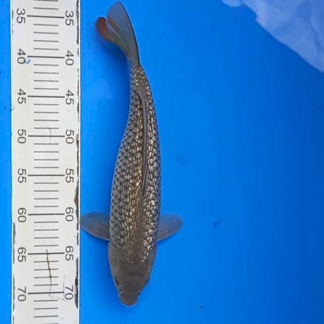 Ginrin chagoi female 38cm