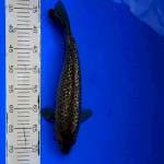 Ginrin chagoi female 38cm