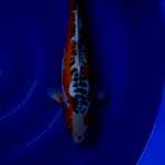 Shusui marusei farm male 50cm