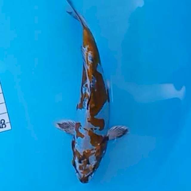 Kikoryu 19 cm