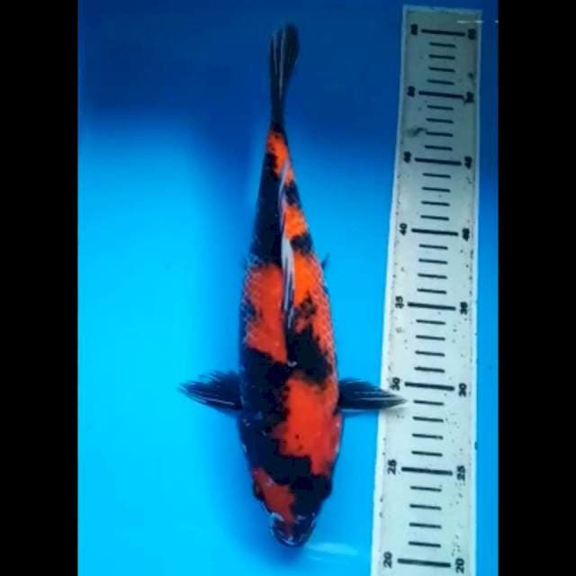HI SHOWA PUNUK 31 Cm