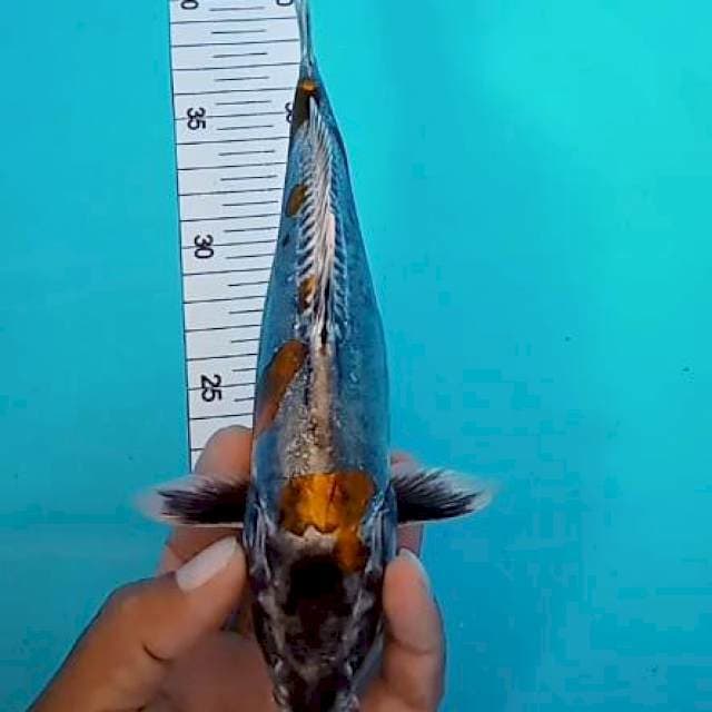 Kikuryu 24 cm