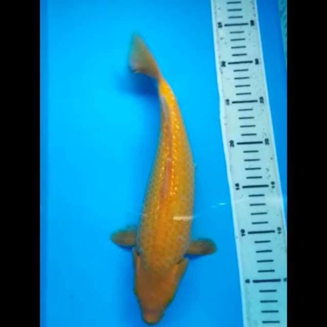 KARASHI GINRIN BULKY 32 Cm