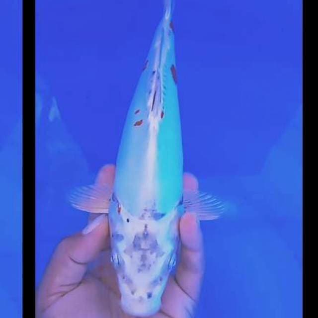 Kawarimono 28 cm