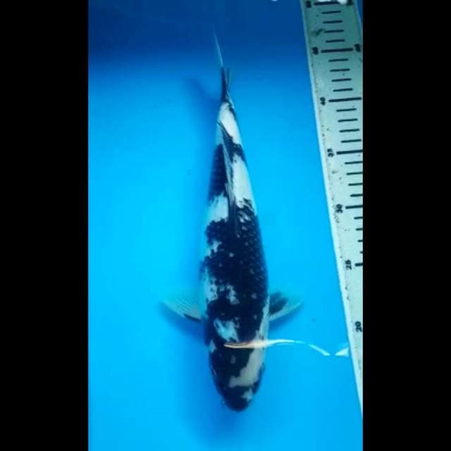 SHIRO PUNUK 31 Cm