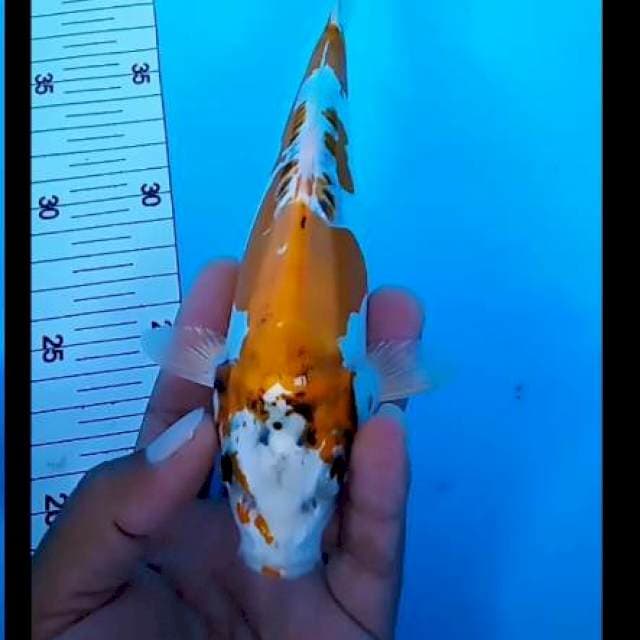Kikuryu 21 cm