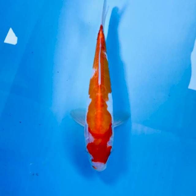 Kohaku doitsu, 25 cm