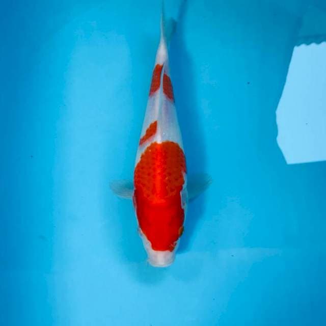 Kohaku, 25 cm