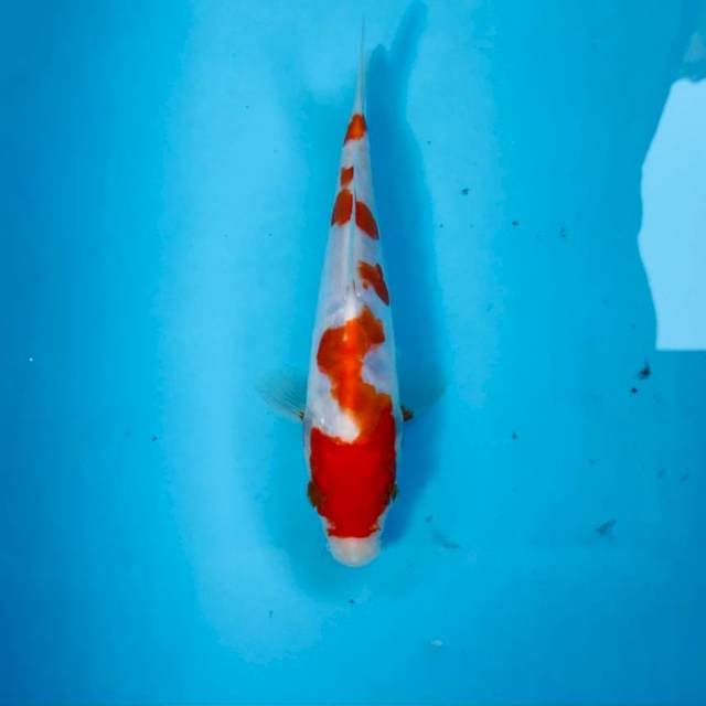 Kohaku doitsu, 18 cm