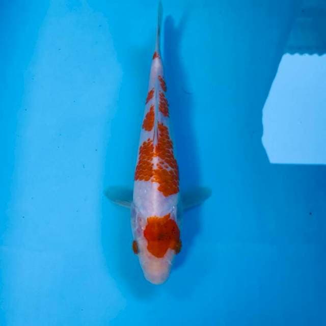 Kohaku, 21 cm