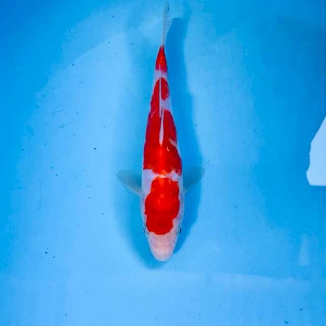Kohaku doitsu, 18 cm