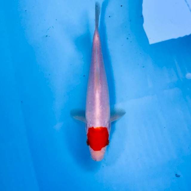 Tancho Kohaku, 20 cm