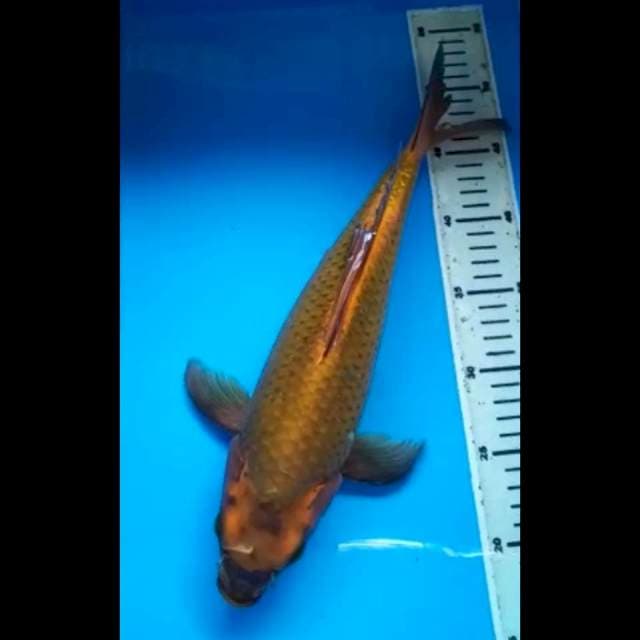 MATSUBA KUMPAY SUPER PUNUK 37 Cm