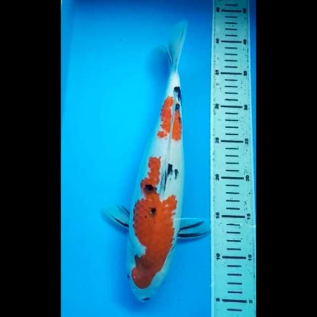 SANKE SUPER PUNUK 36 Cm
