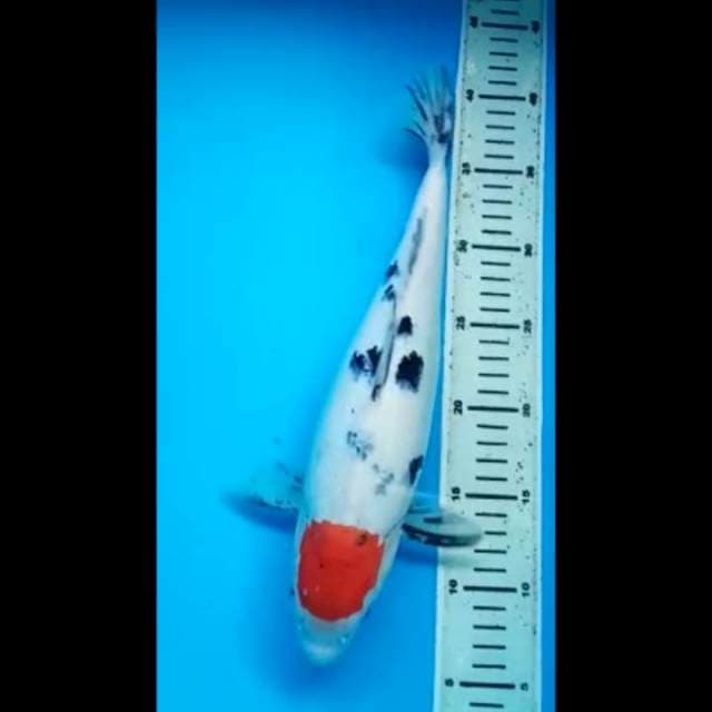 TANCHO SANKE PUNUK 35 Cm