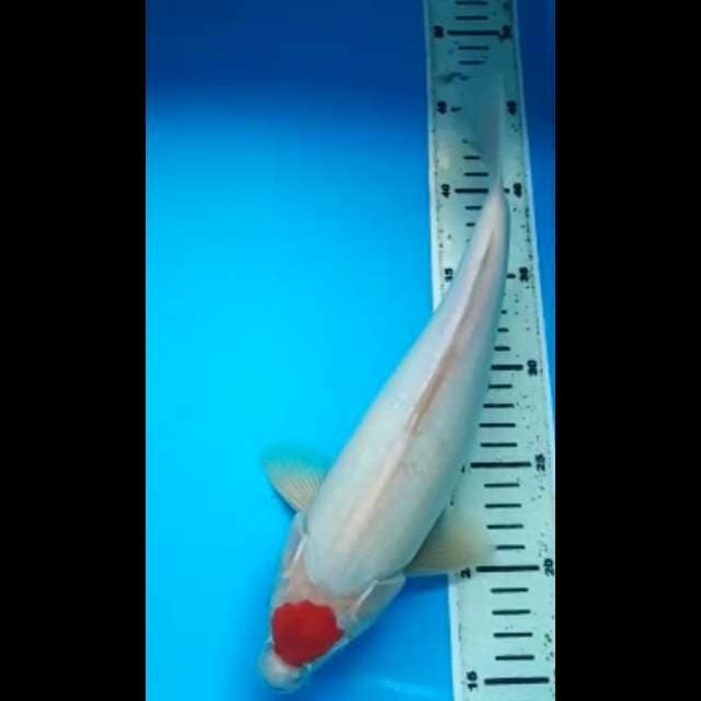 TANCHO KOHAKU JANTAN 32 Cm