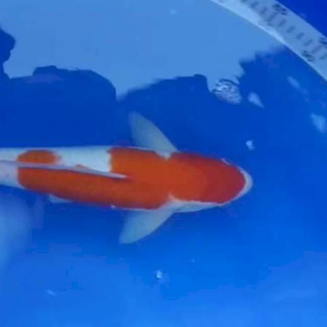 KOHAKU MERAH STRONG 40BU