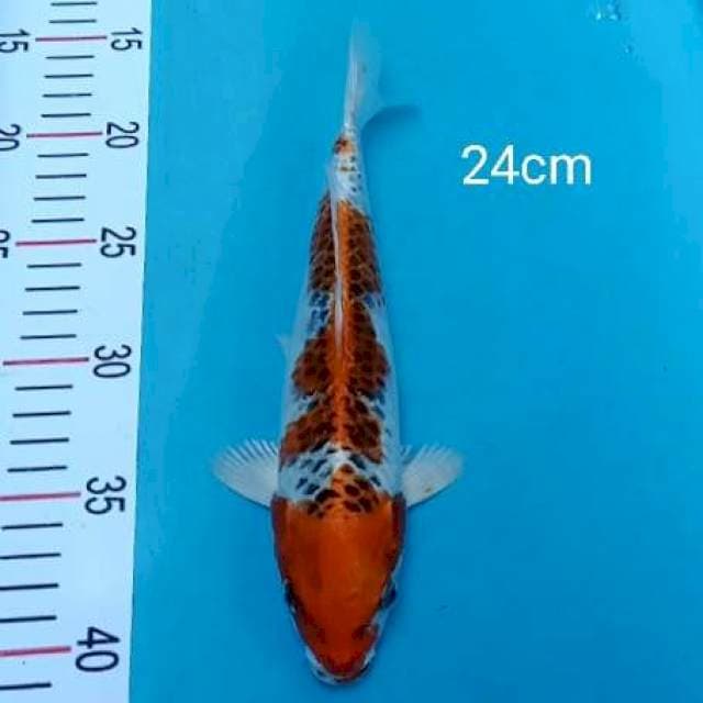 Kujaku 24cm