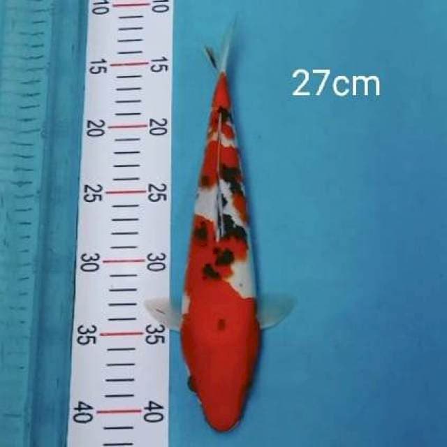 Sanke 27cm