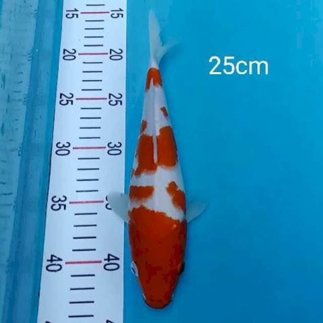 Kohaku 25cm