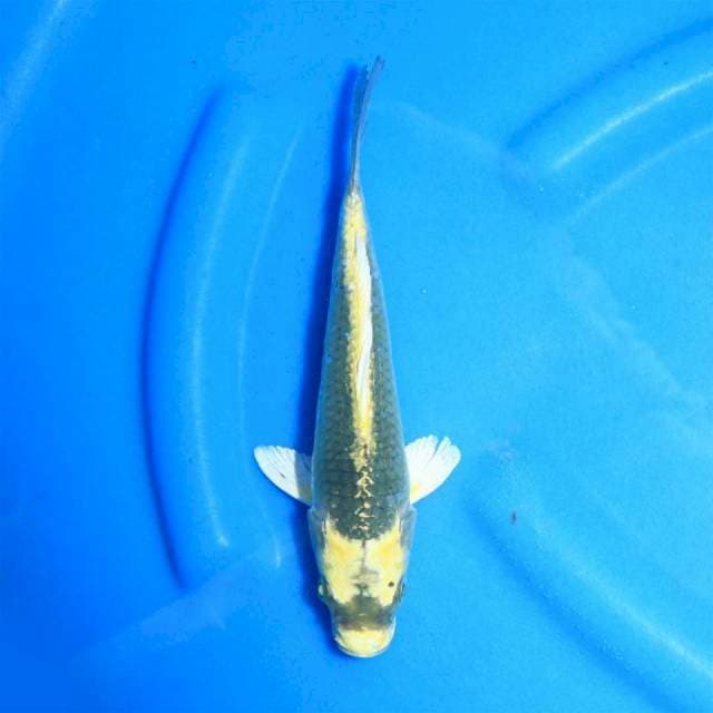 Kabuto halus