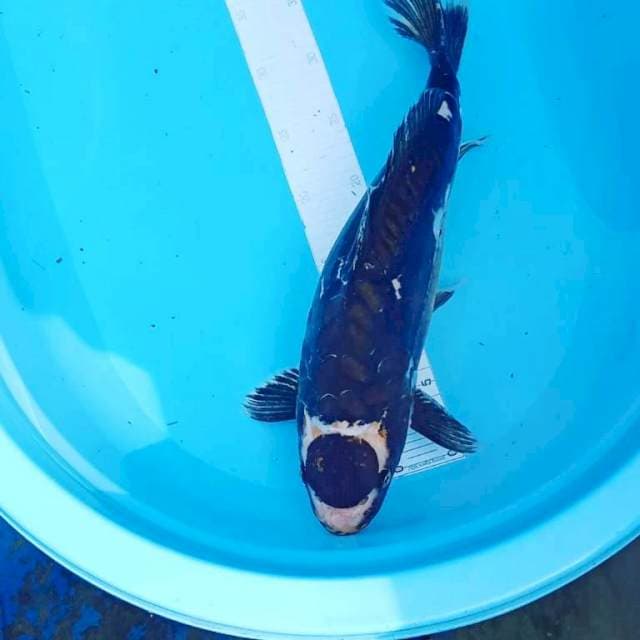 Kawarimono 41cm