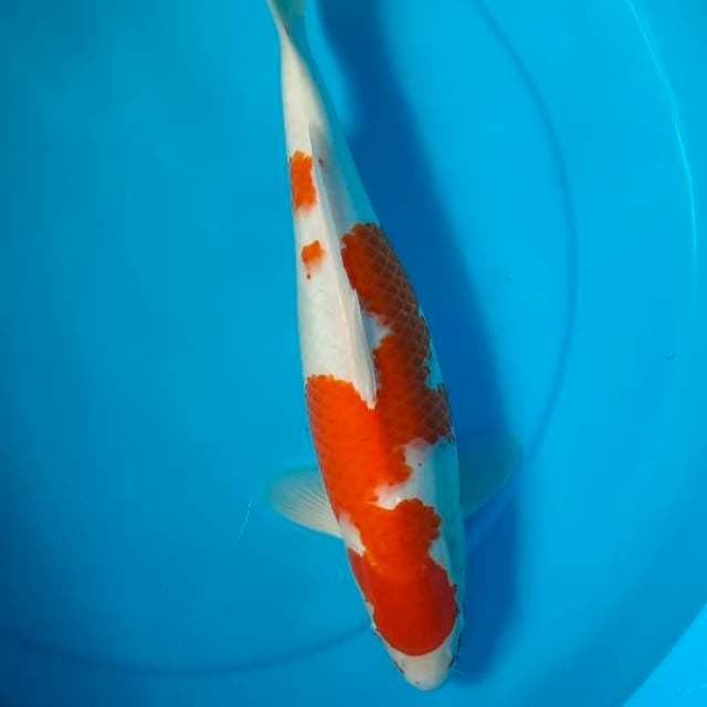 Kohaku 39cm 