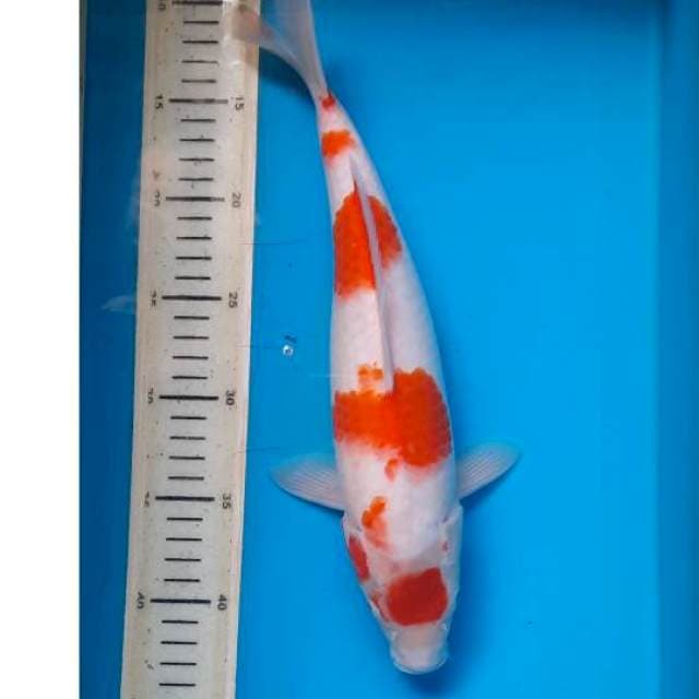 Maruten kohaku 34cm