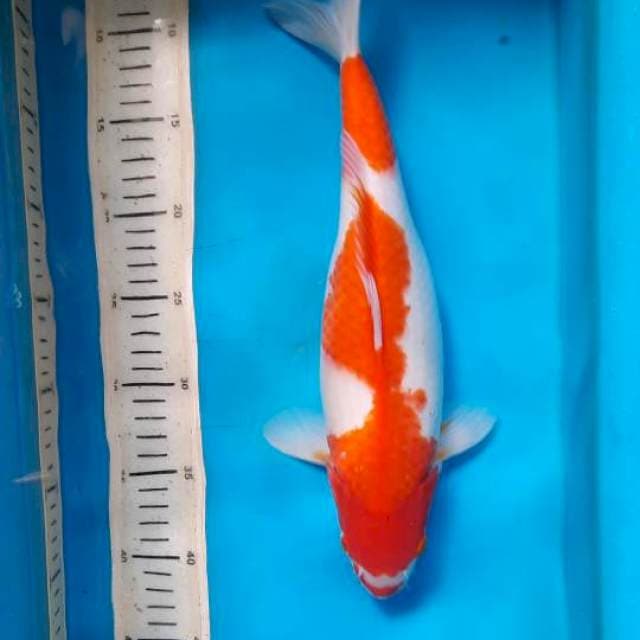 Kohaku 36cm
