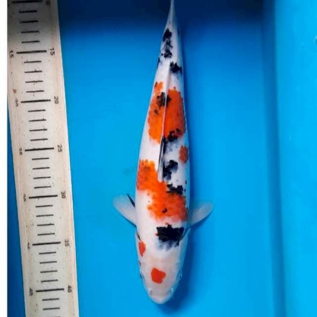 Kohaku sanke 35cm 