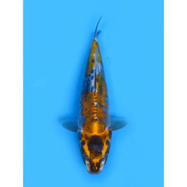 Benikiko - 26cm