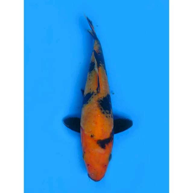 Hi Utsuri - 23cm Male